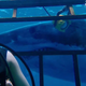 Photo: 47 Meters Down